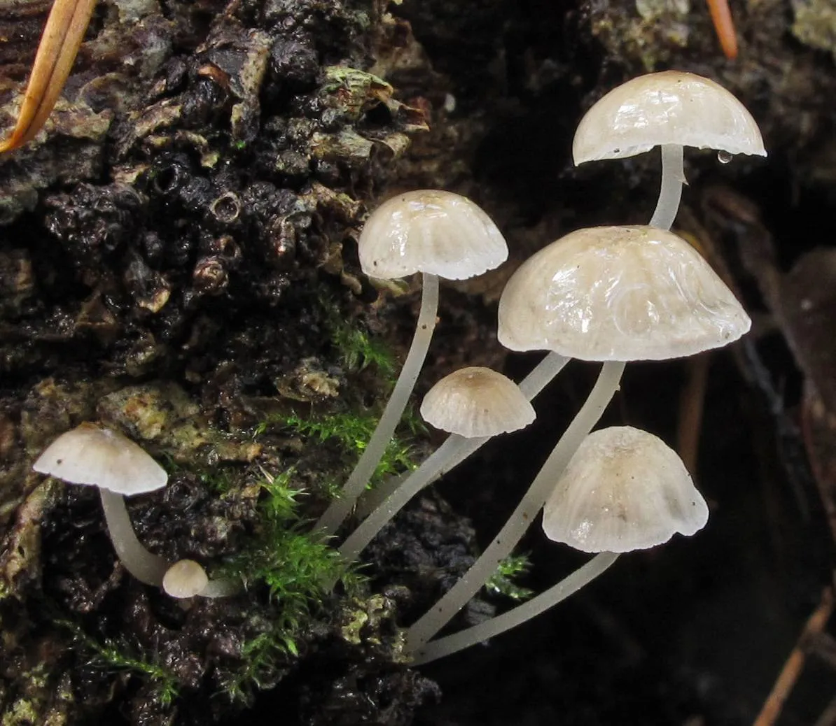 Phloeomana