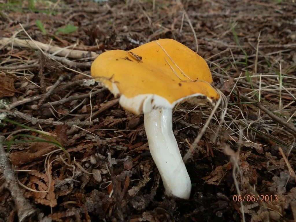 Russula ochroleucoides