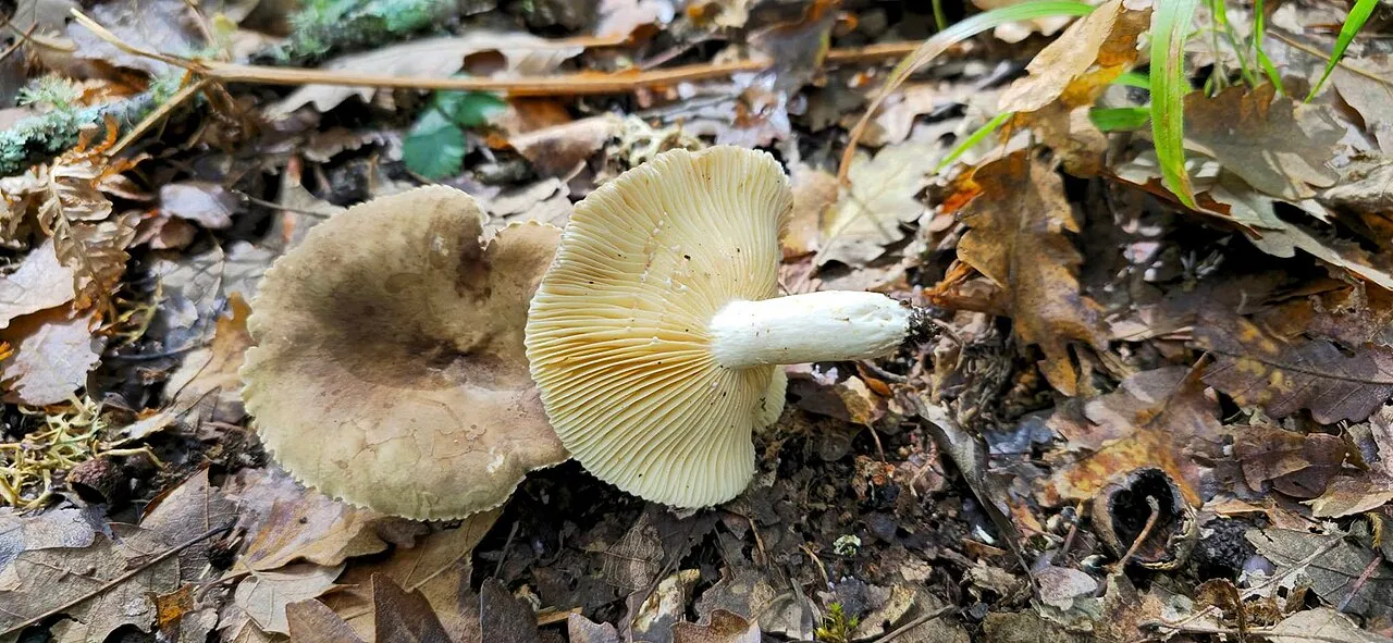 Lactarius azonites