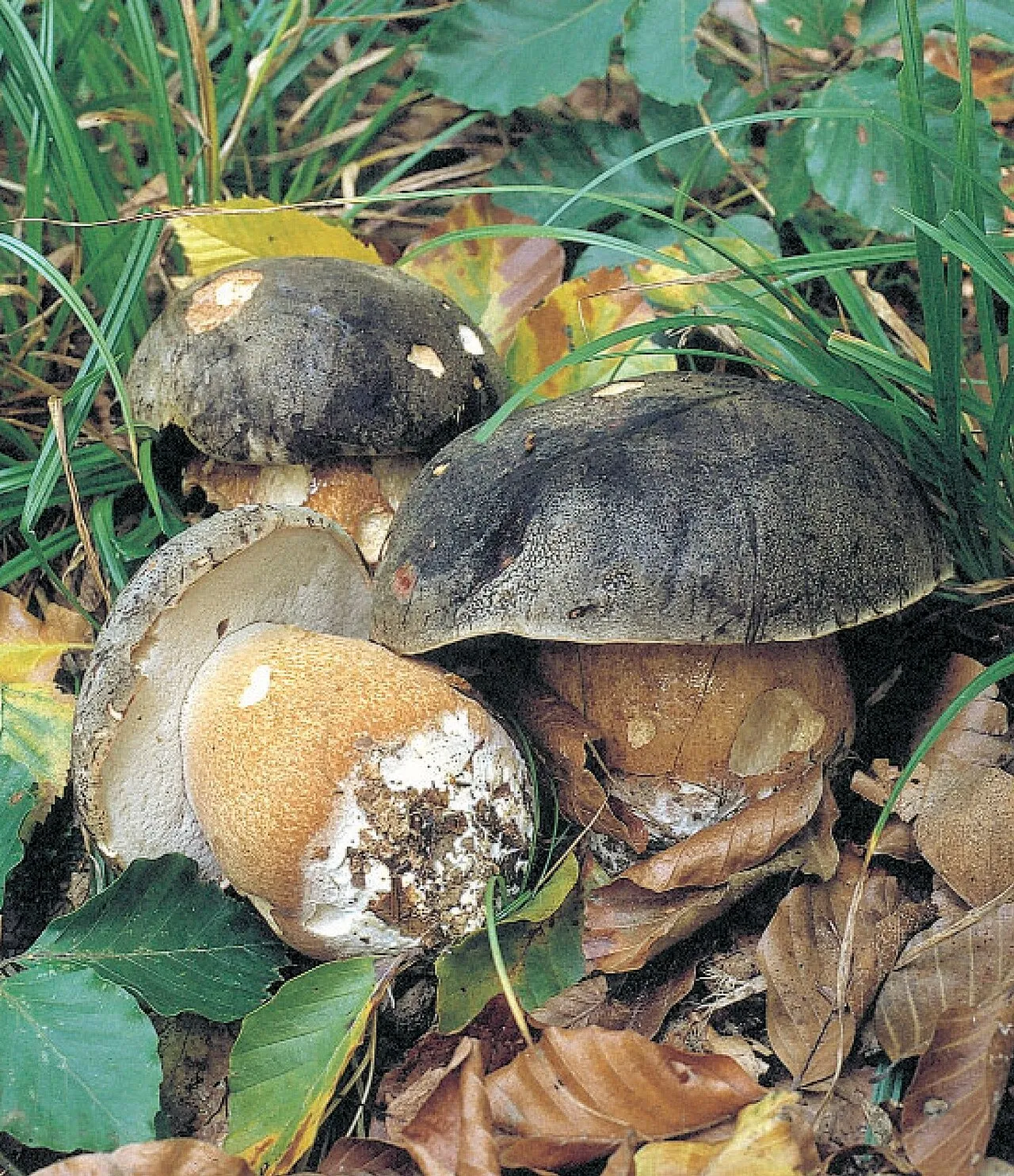 borowik ciemnobrązowy
