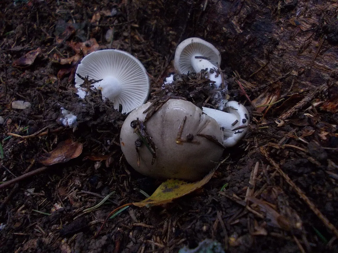 Wodnicha pachnąca, zdjęcie 7