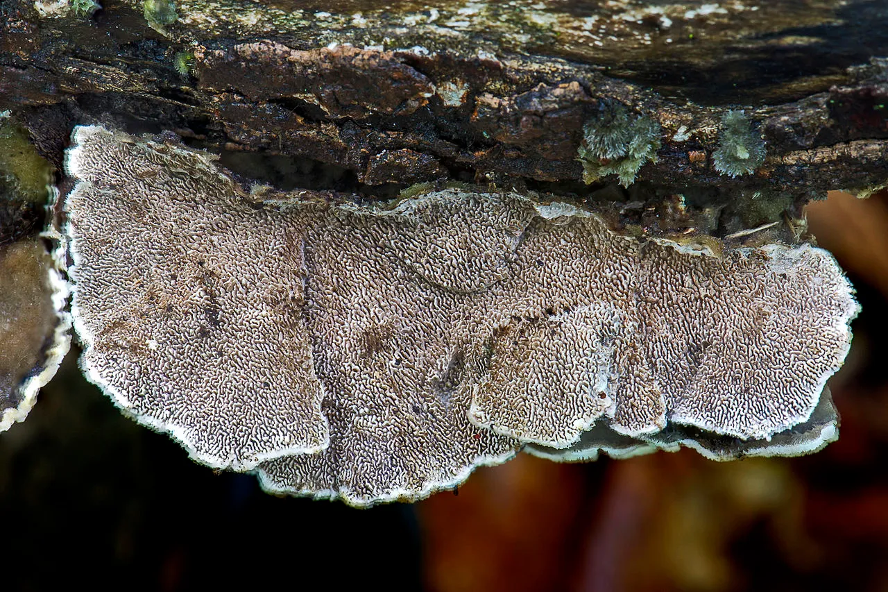 Trametes villosa