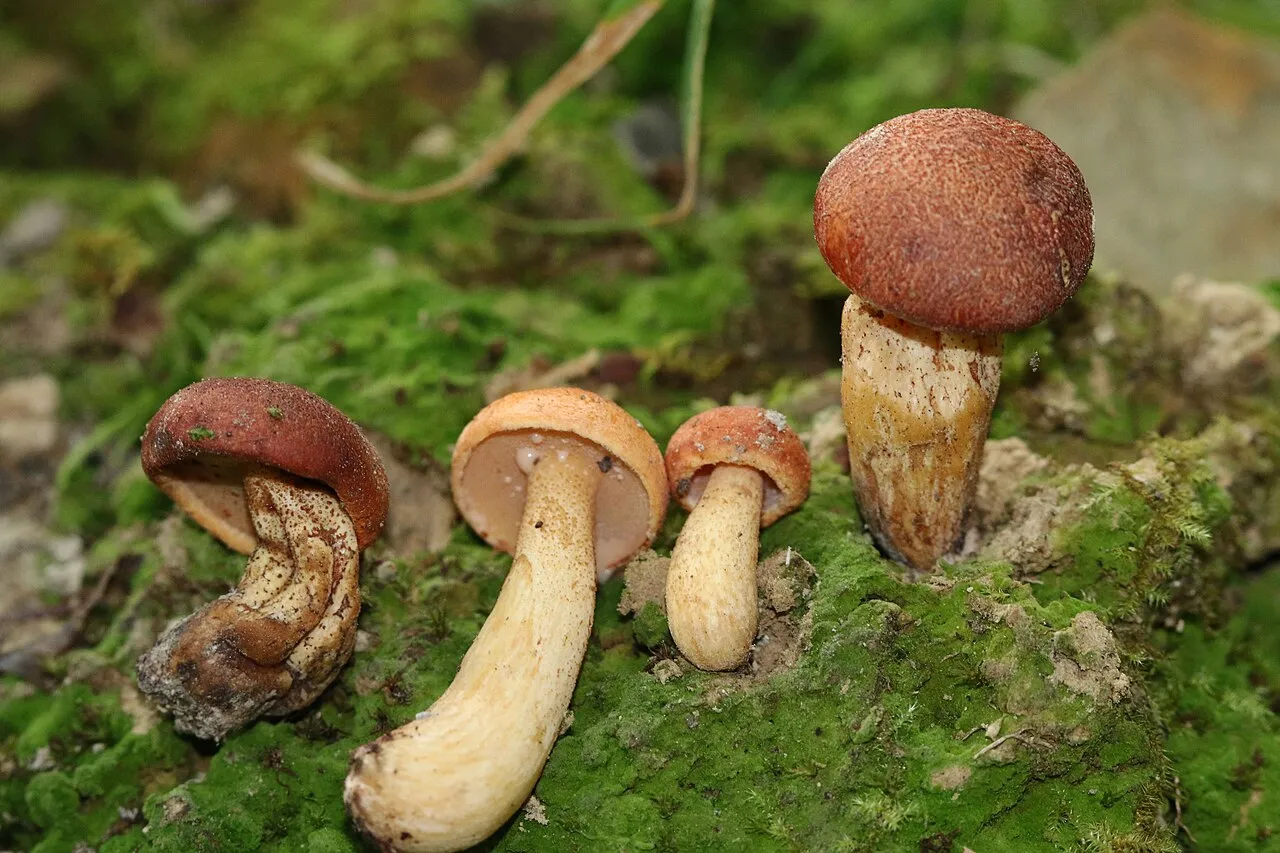 Suillus hirtellus