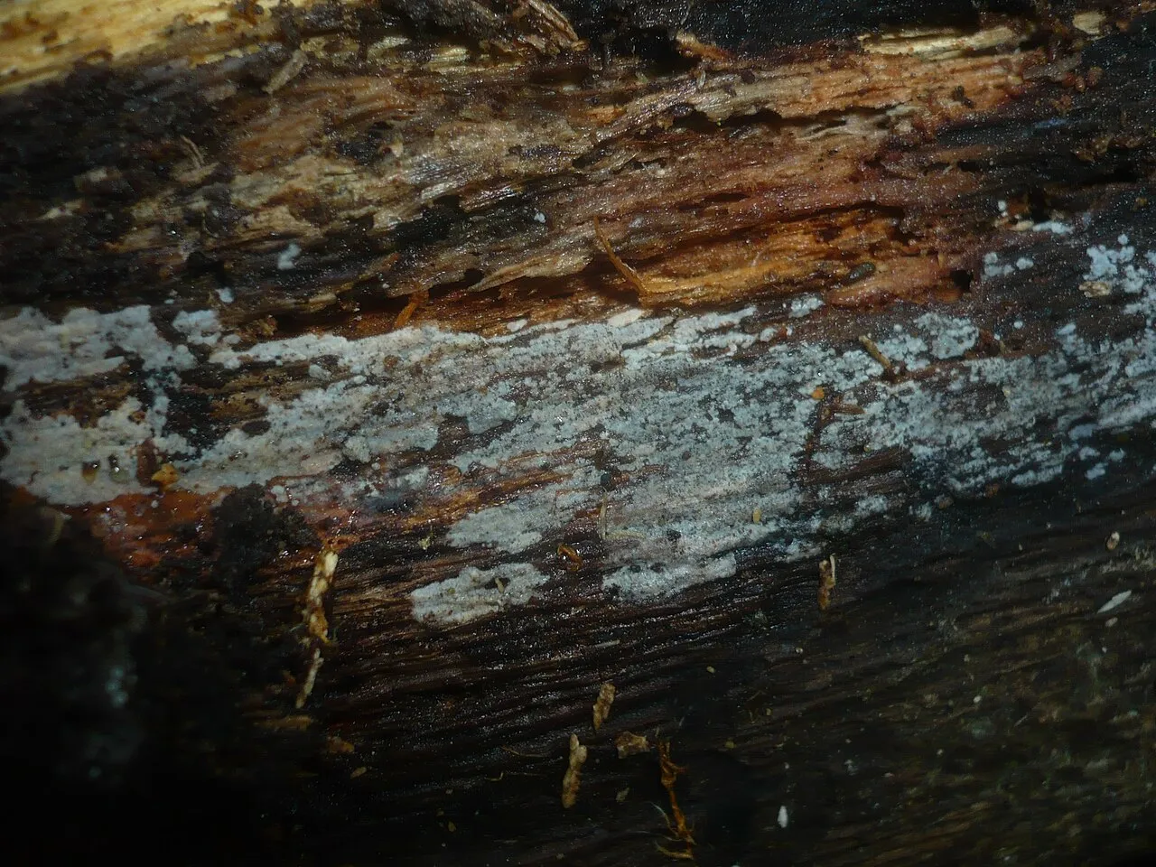 Peniophorella