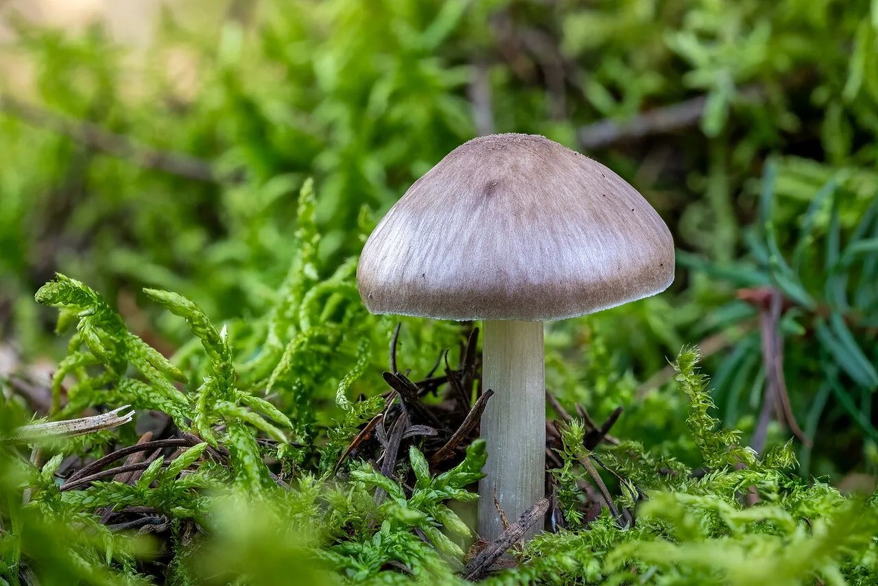 Pluteus pouzarianus