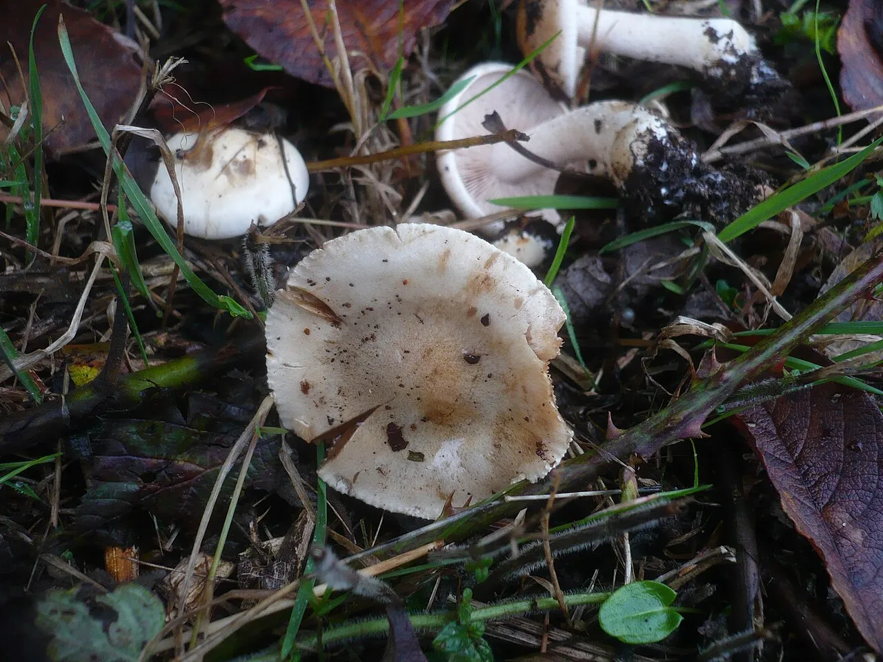 Hebeloma sordescens