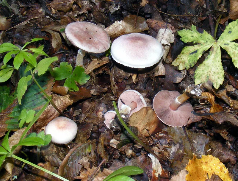 Pieczarka purpurowa