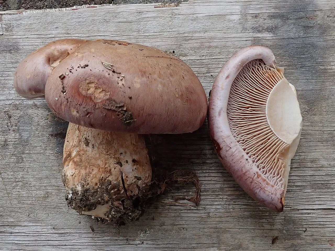 Cortinarius variecolor