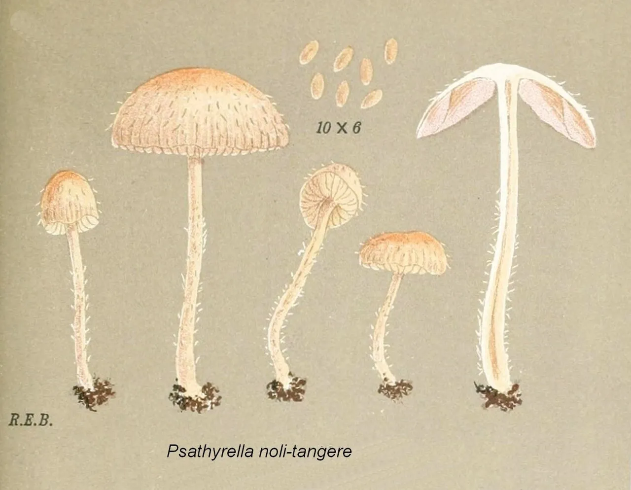 Kruchaweczka najdelikatniejsza