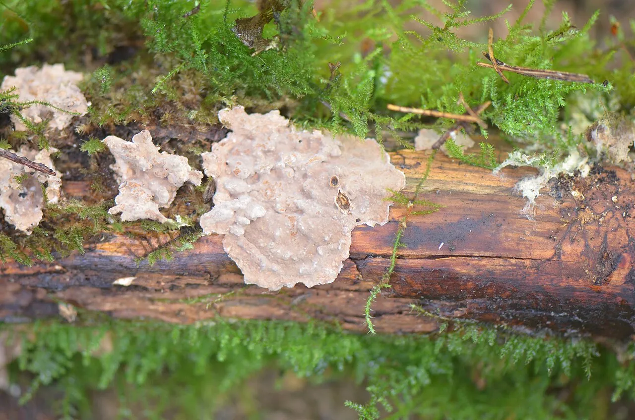 Amylostereum chailletii