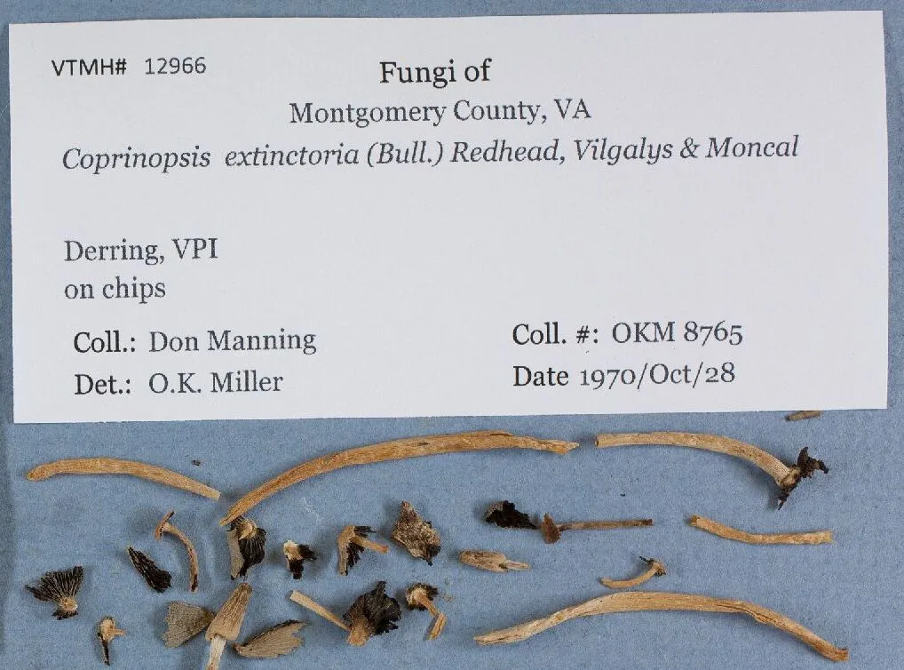 Coprinopsis extinctoria