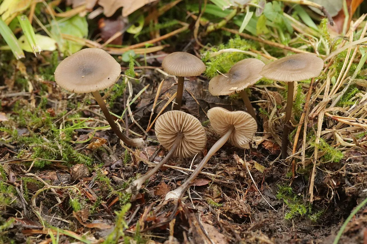 Entoloma minutum