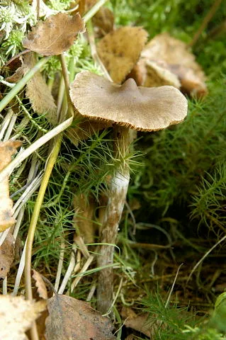 Zasłonak ciemnogłówkowy