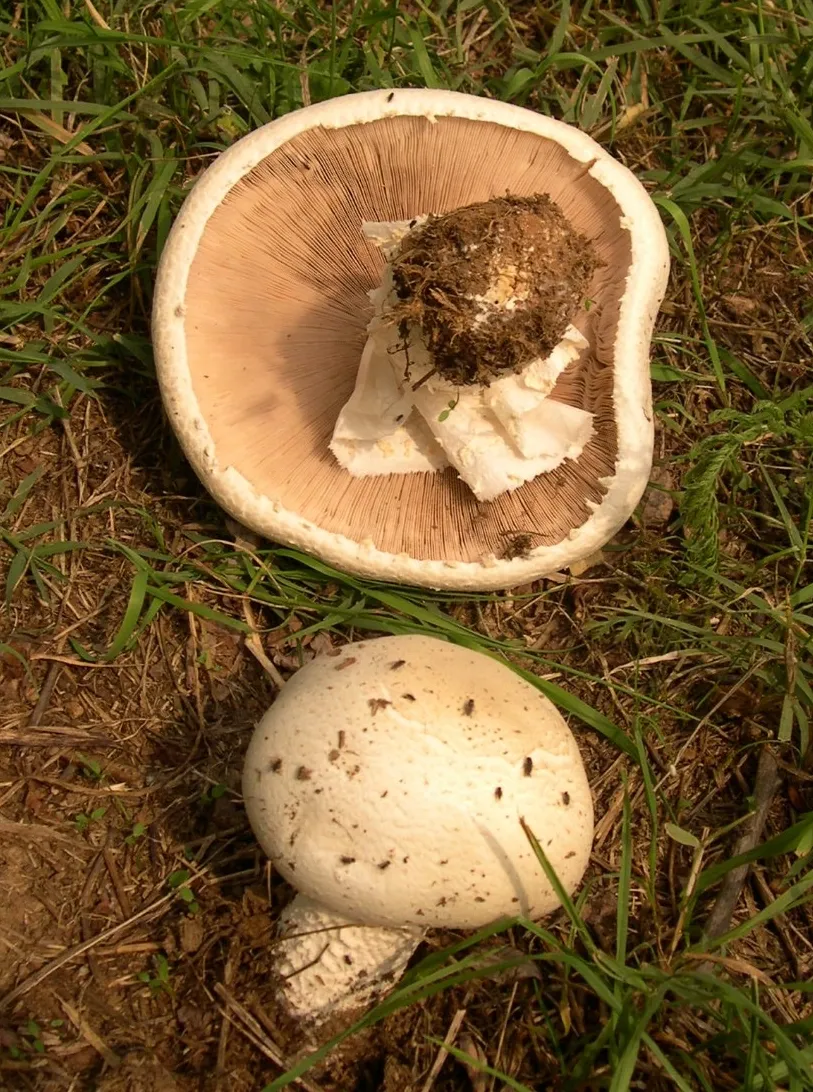 Agaricus urinascens
