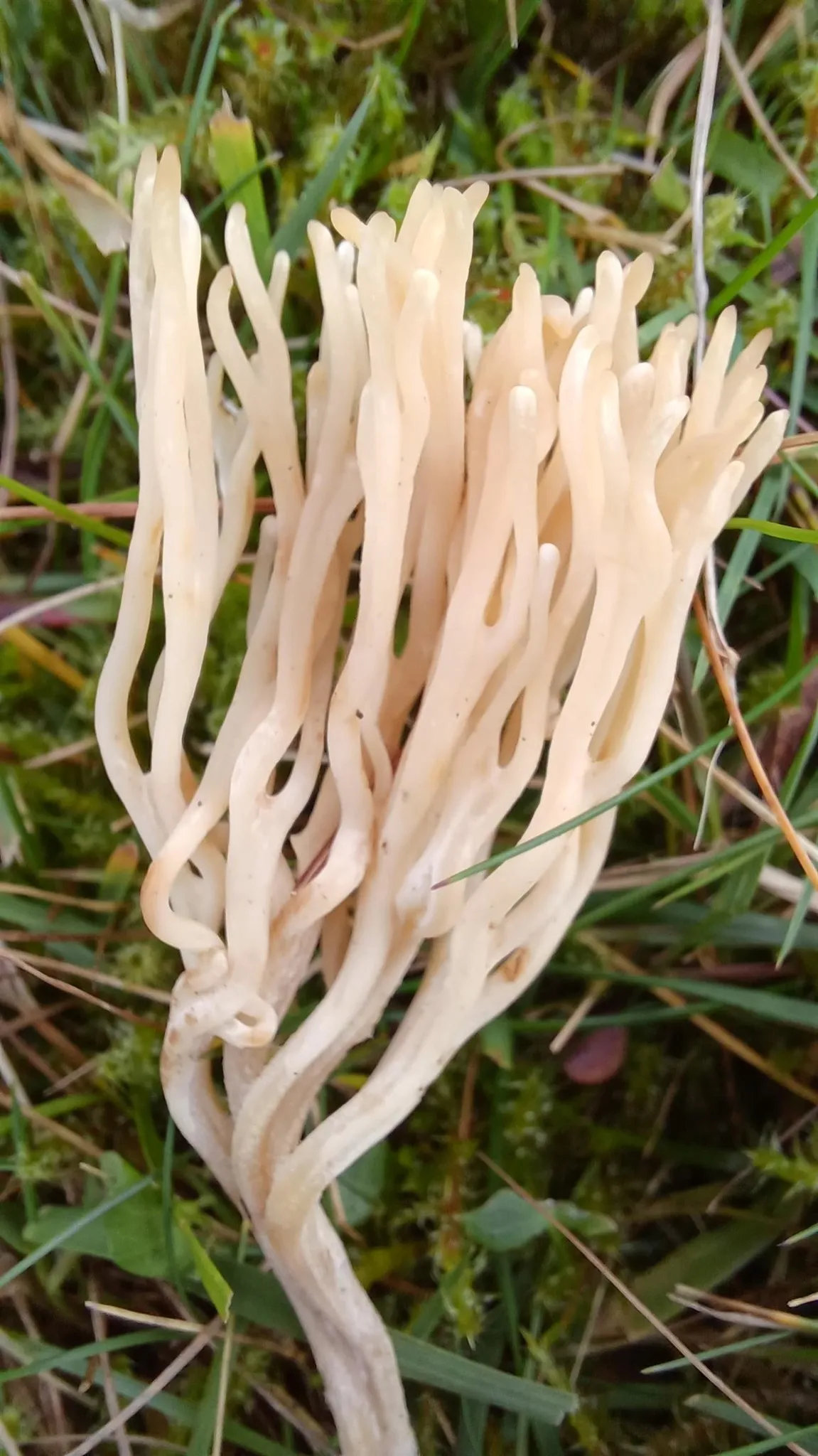 Ramariopsis tenuiramosa