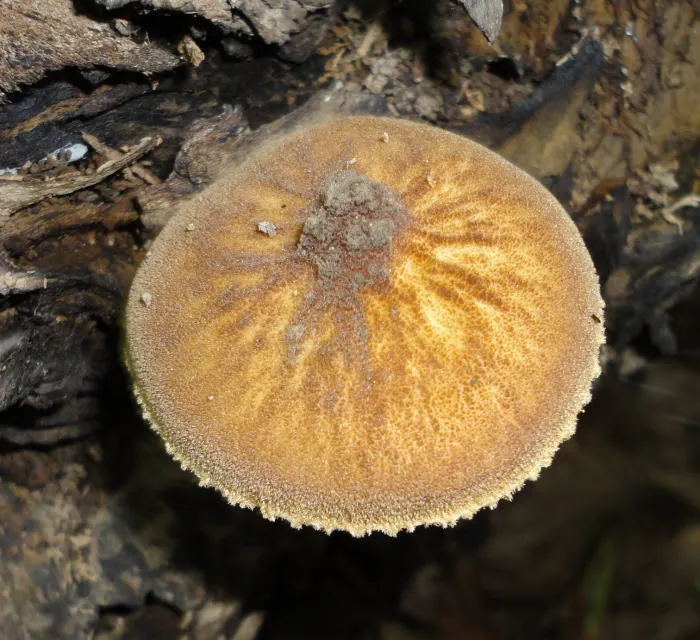 Pluteus umbrosus