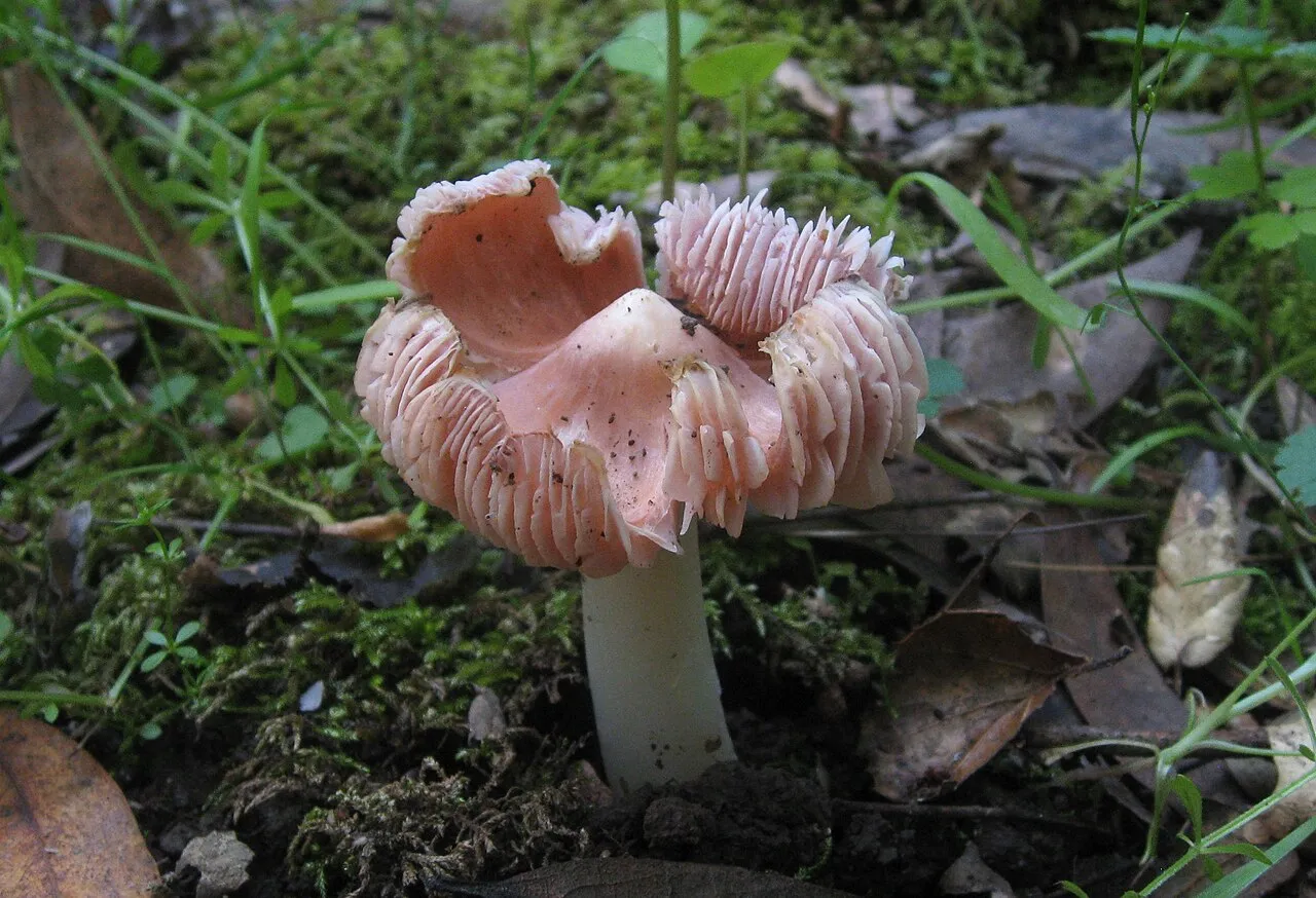 Porpolomopsis calyptriformis