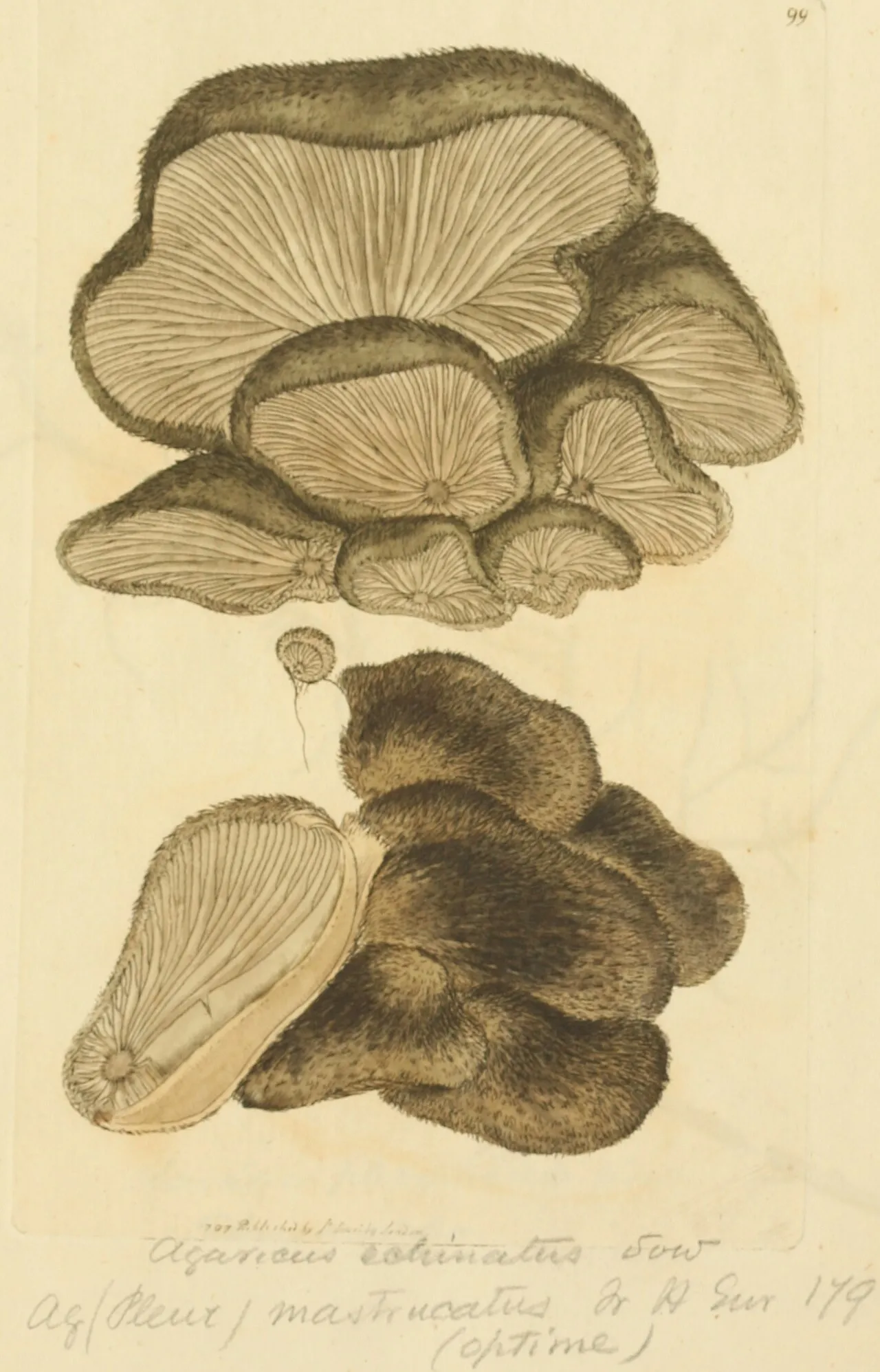 Hohenbuehelia mastrucata