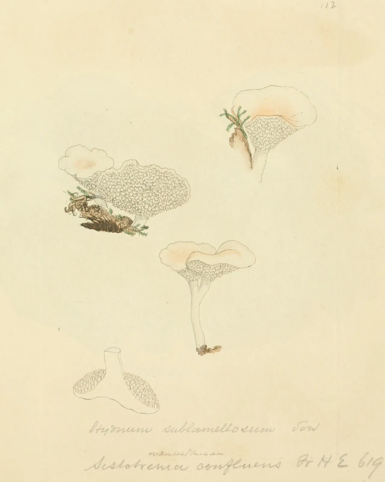 Sistotrema confluens