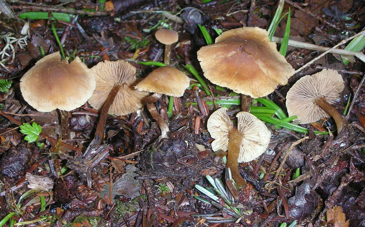 Naucoria escharioides