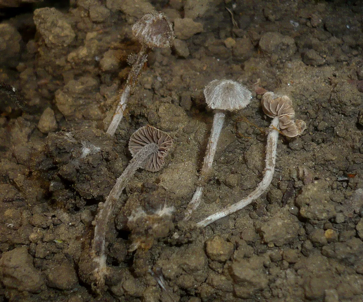Entoloma dysthaloides