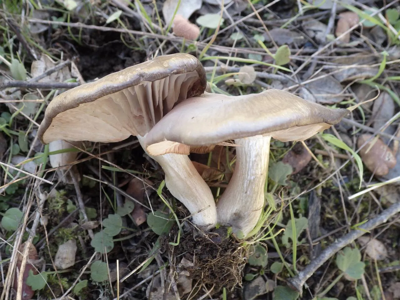 Entoloma prunuloides