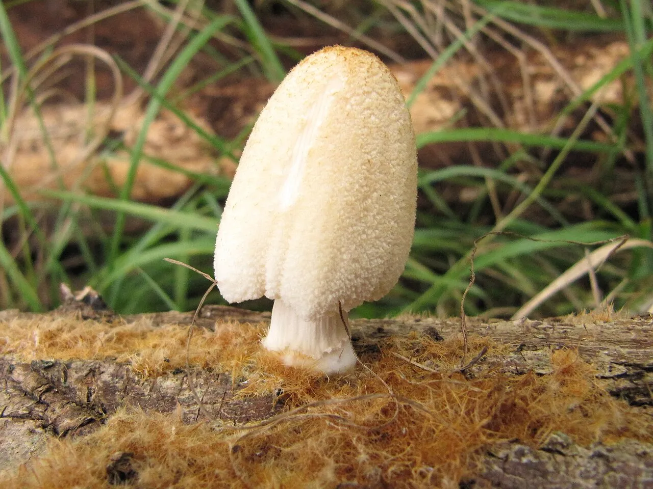 Coprinellus ellisii