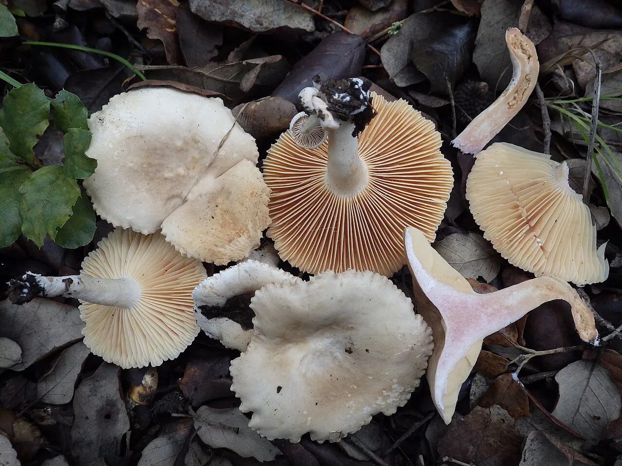 Lactarius ruginosus