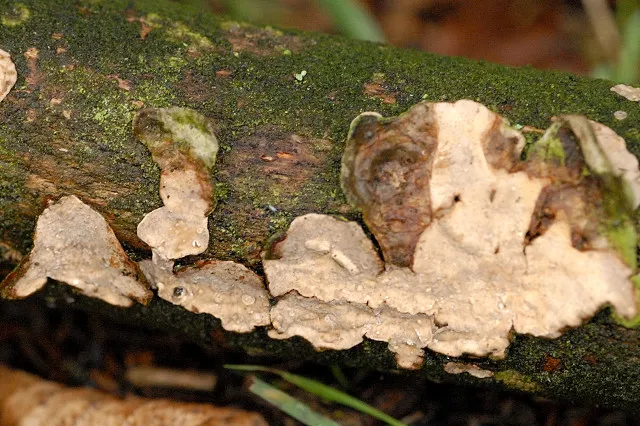 Phanerochaete velutina