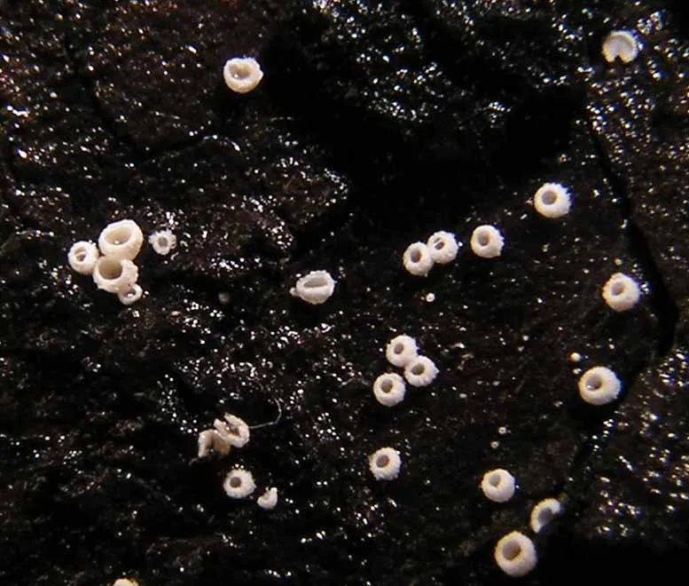 Flagelloscypha
