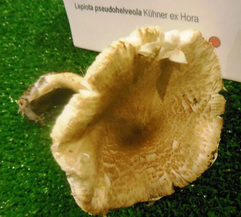 Lepiota pseudolilacea