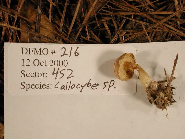 Calocybe chrysenteron