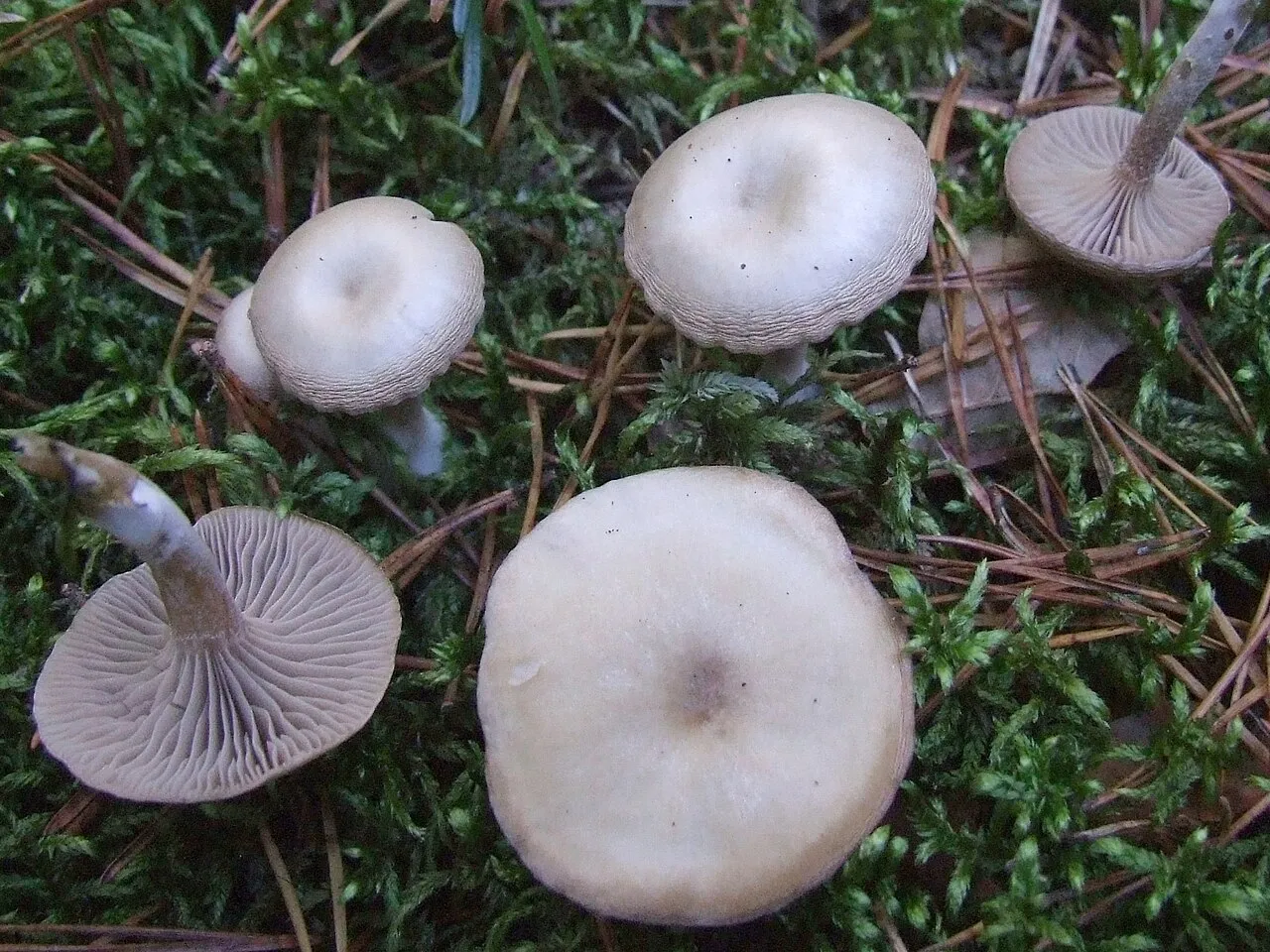 lejkówka dwubarwna