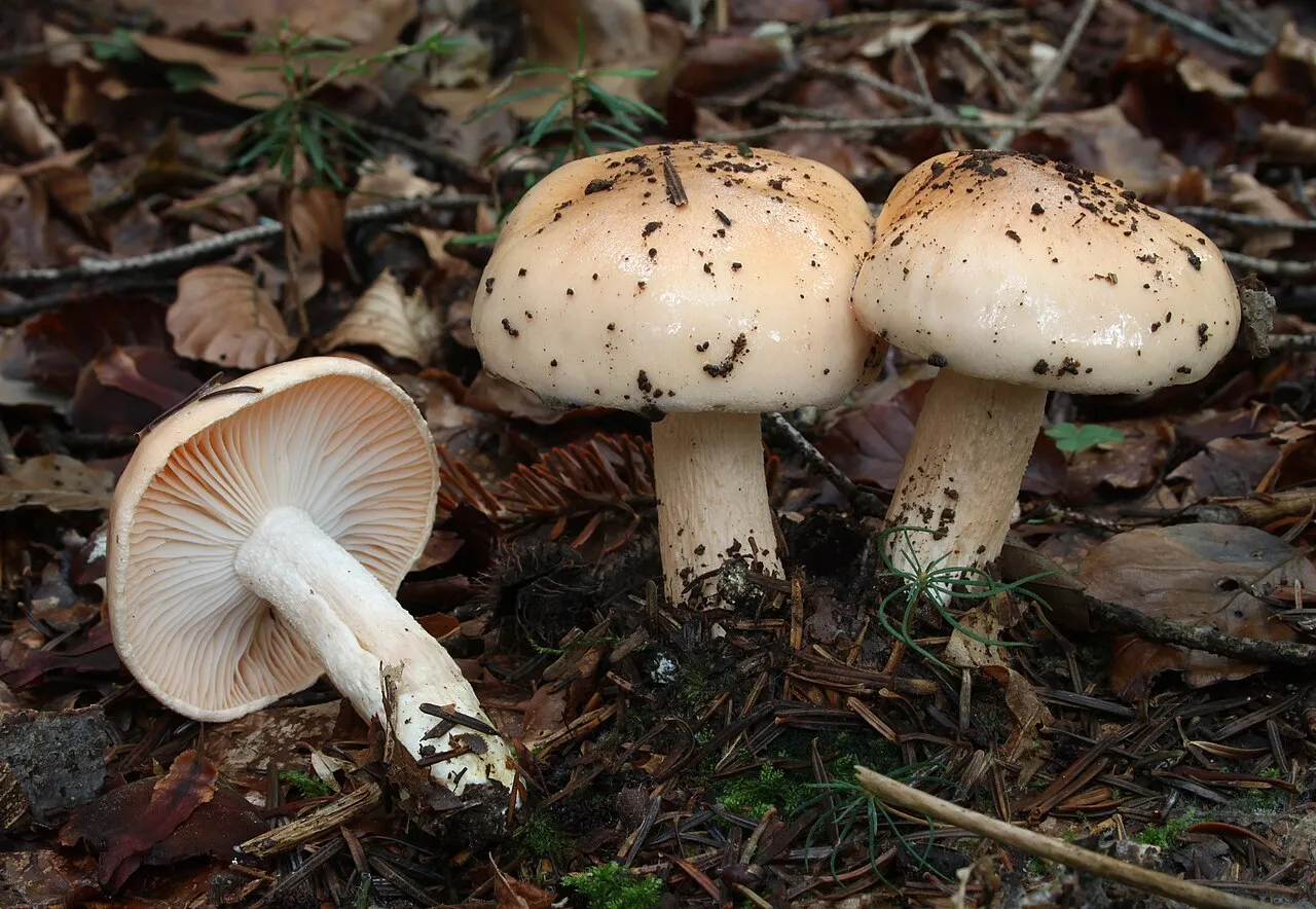 Wodnicha pomarańczowa