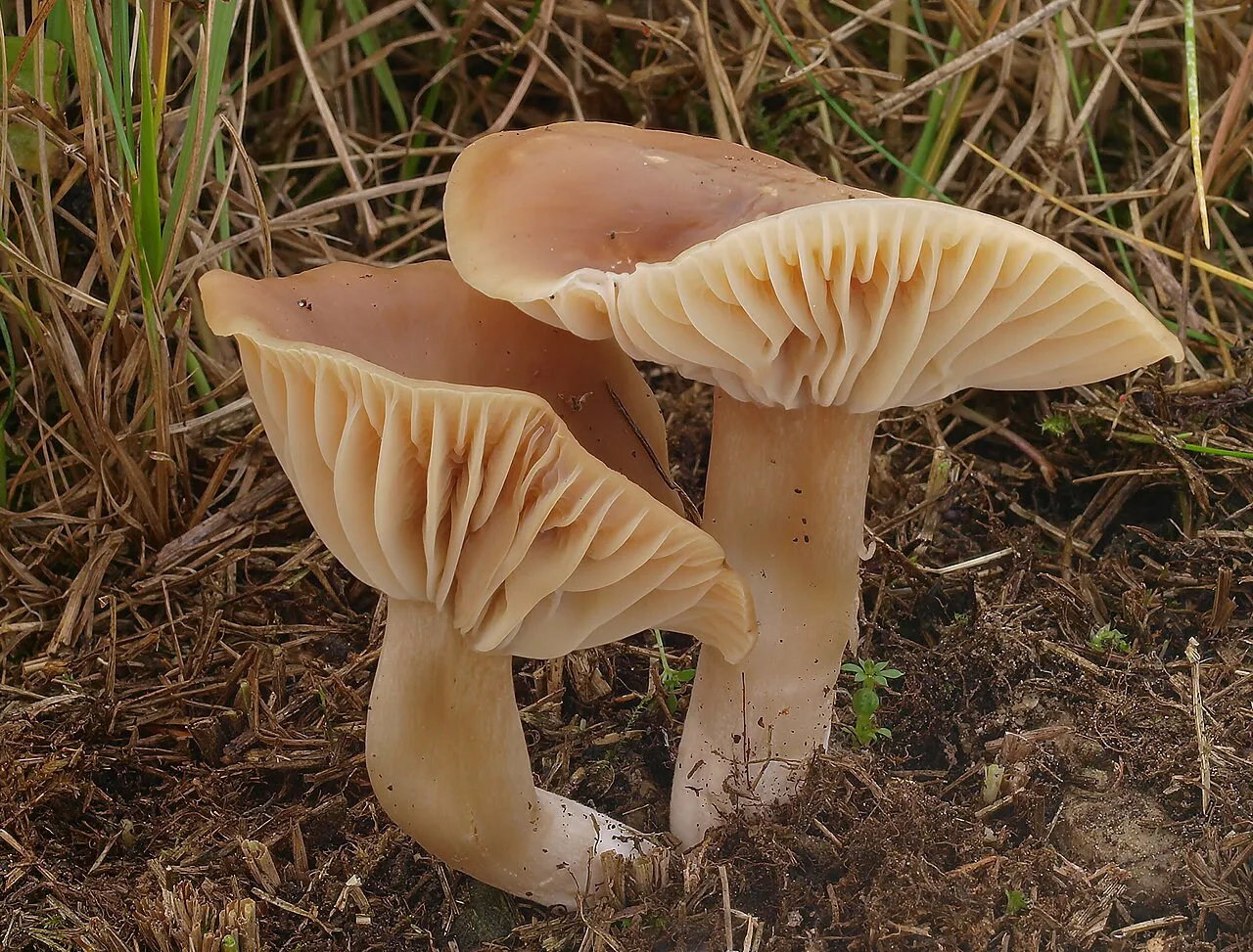 Cuphophyllus colemannianus