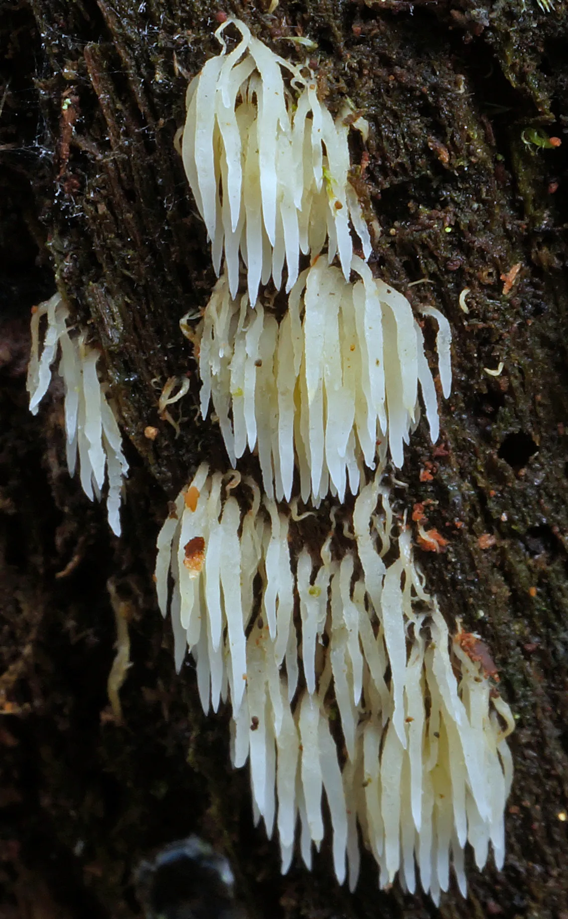 Mucronella bresadolae