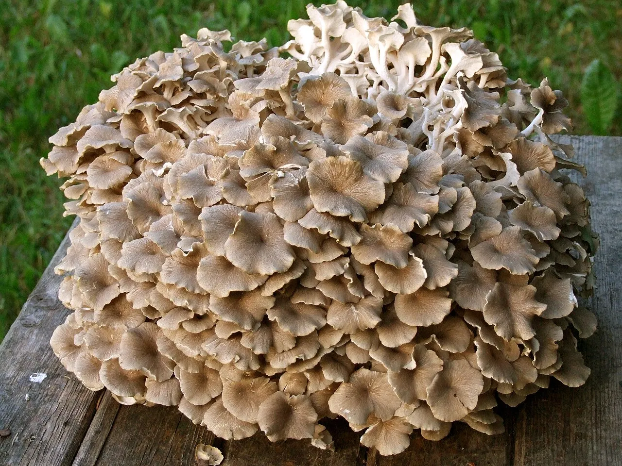 Żagiew wielogłowa