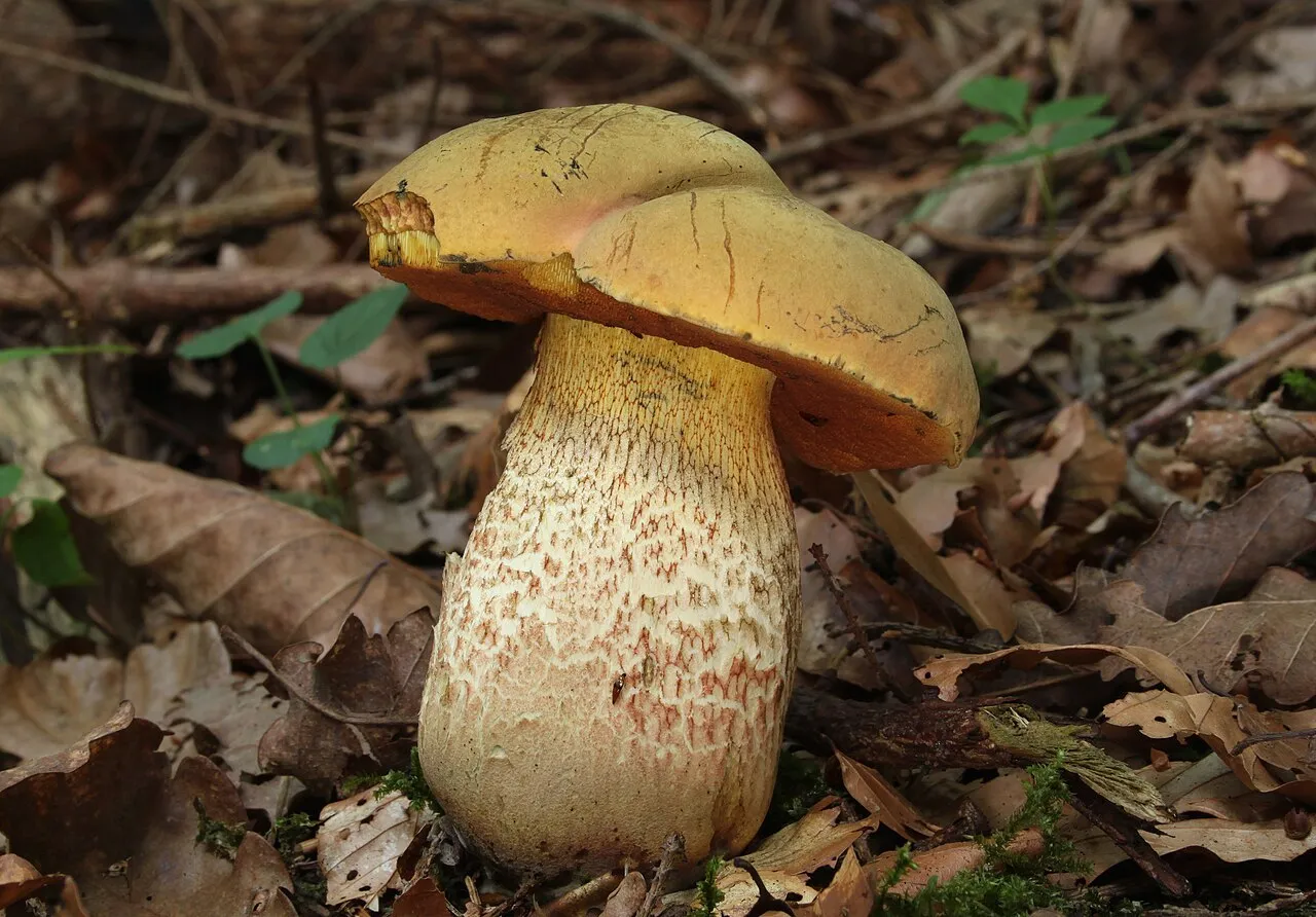 Suillellus
