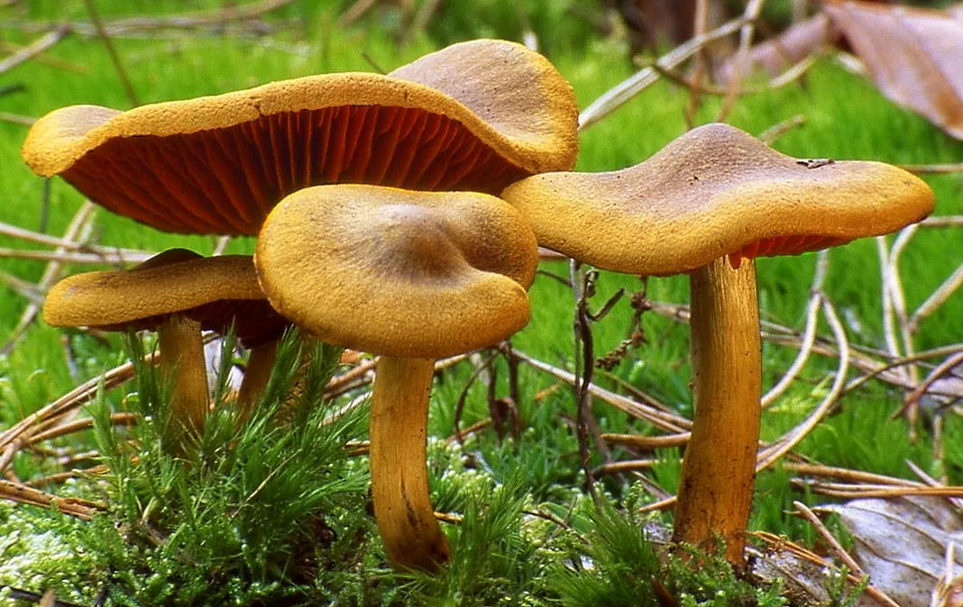 Cortinarius