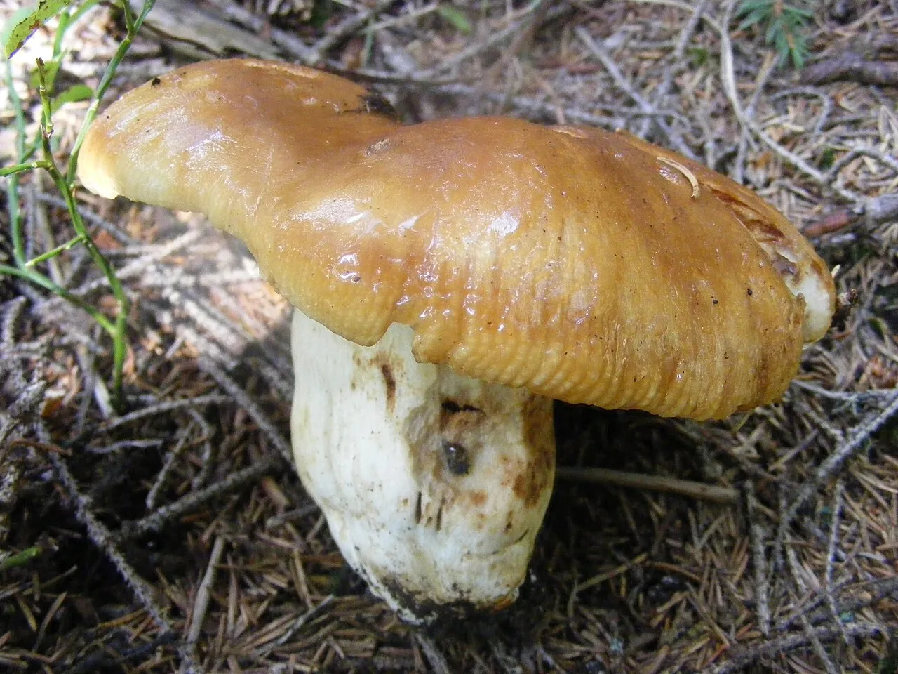 gołąbek śmierdzący