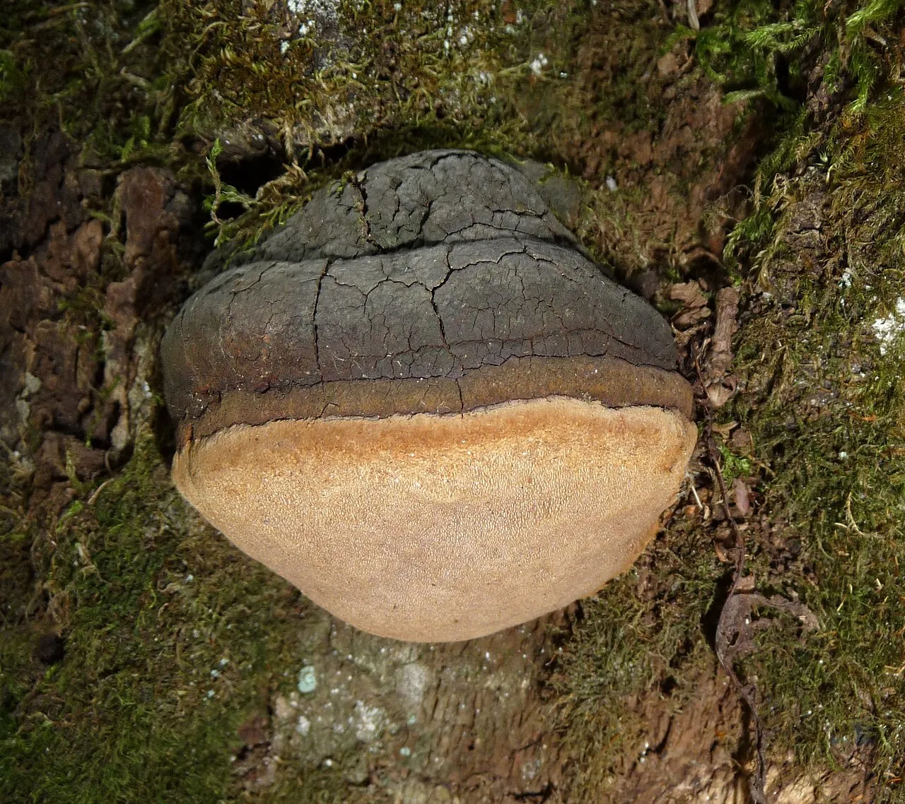 Czyreń ogniowy