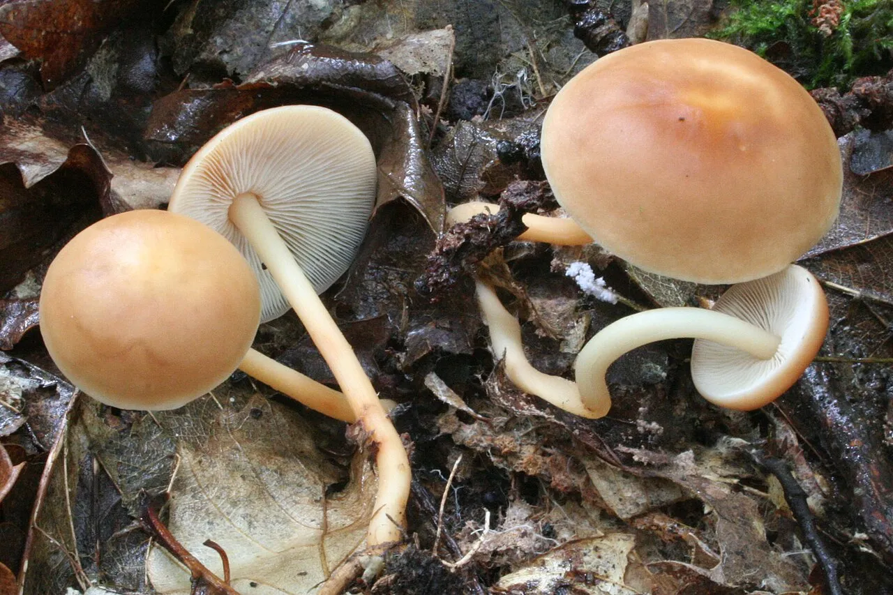 Gymnopus