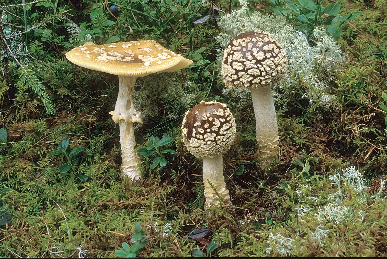 muchomor królewski