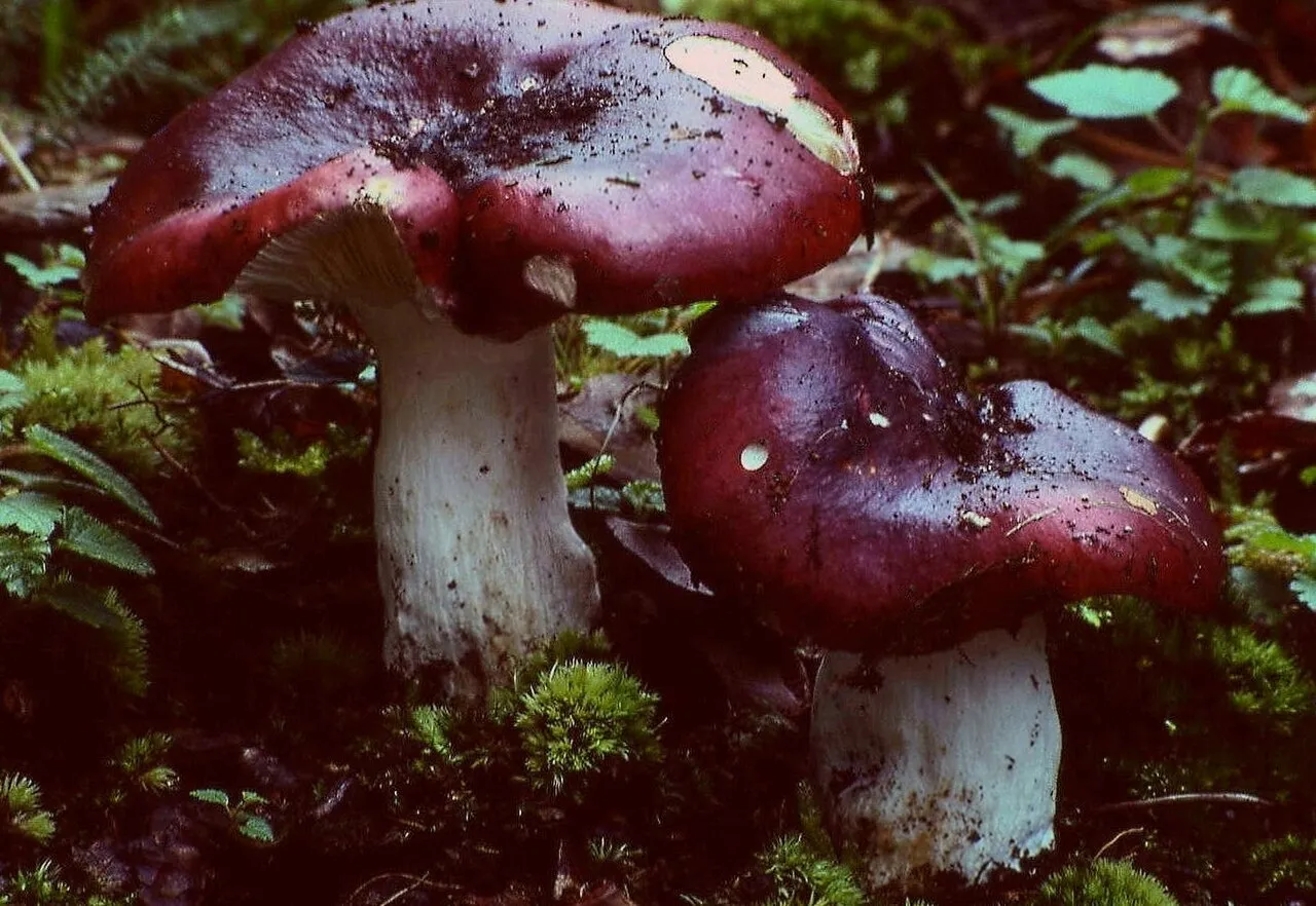 Gołąbek ciemnopurpurowy