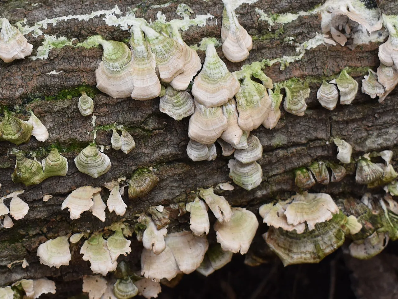 Trichaptum biforme