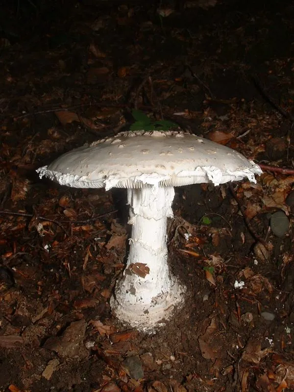 Muchomor szyszkowaty