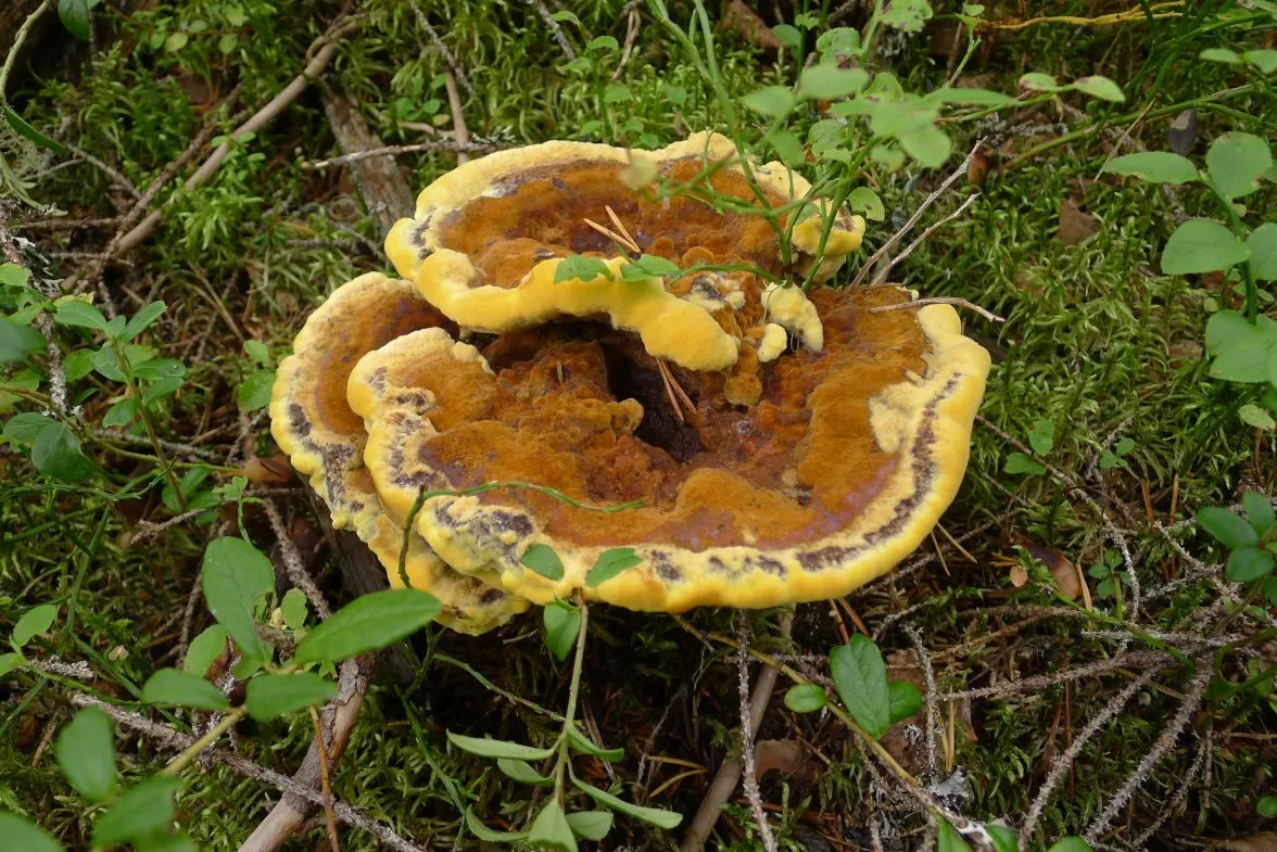 Phaeolus