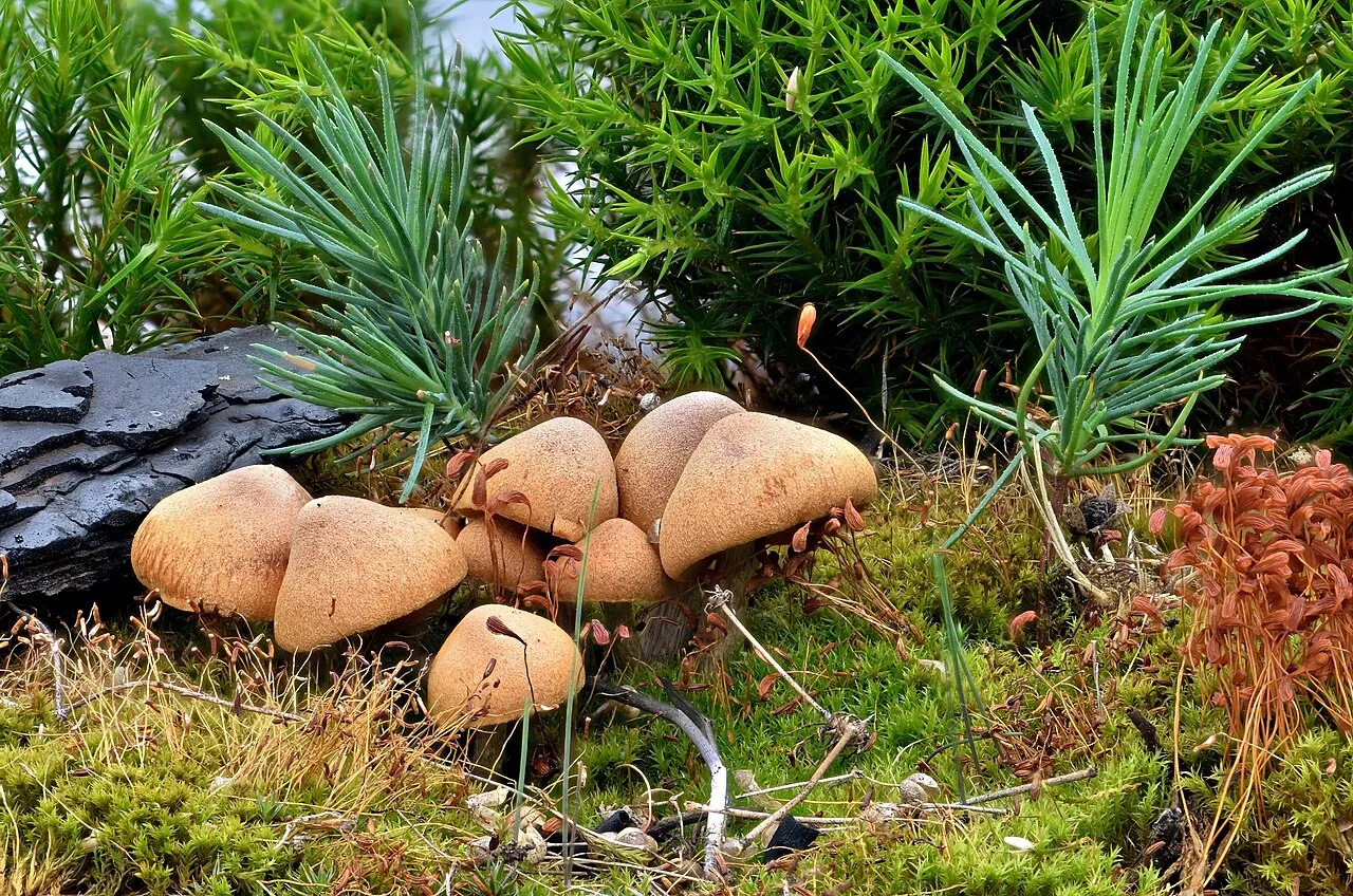 Gymnopilus odini