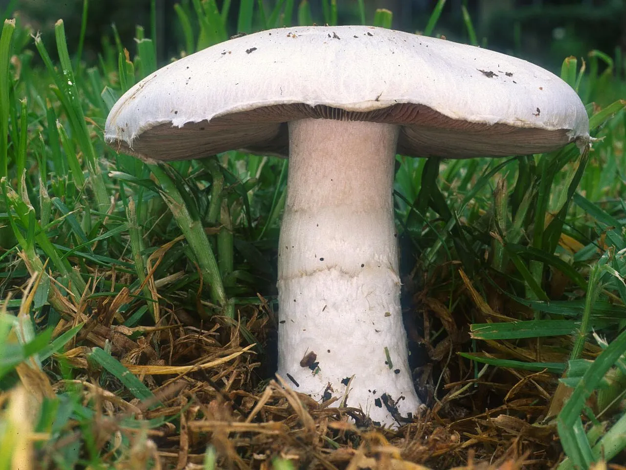 Pieczarka polna