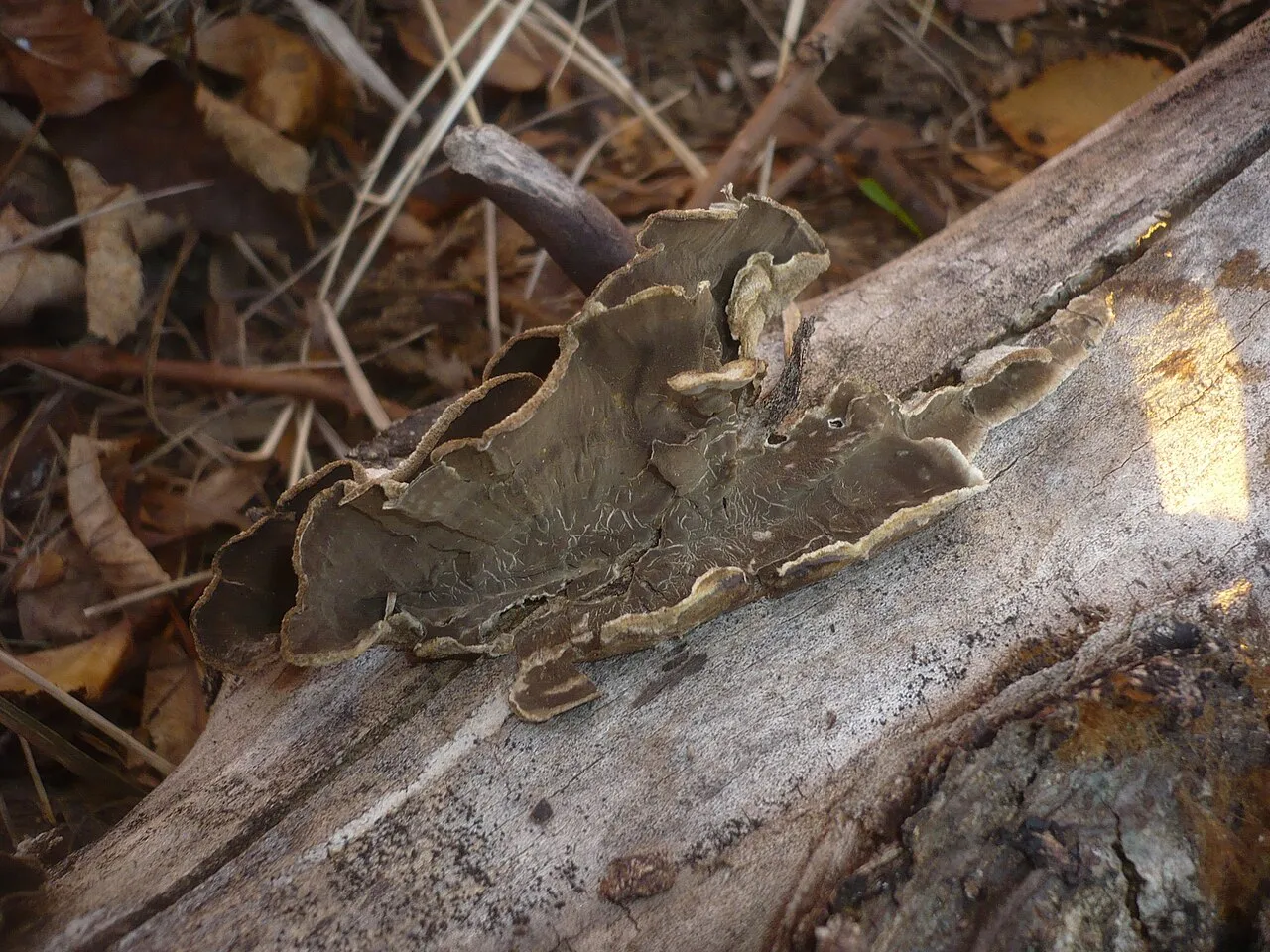 Porostereum spadiceum